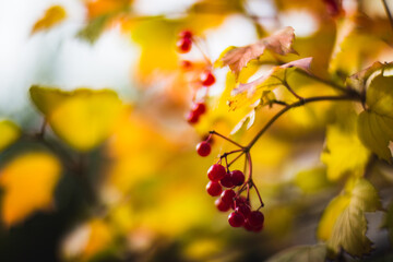 Tree branch with colorful autumn leaves and red berries close-up. Autumn background. Beautiful natural strong blurry background with copyspace