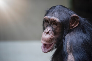 Chimpanzee close-up. Funny chimpanzee face shot with selective focus and copy space.