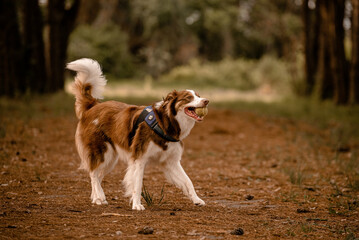 C&atilde;o com bola na boca