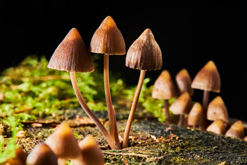 Psilocybe semilanceata mushrooms  growing on a trunk in the forest. Magic  (hallucinogenic)  Mushrooms 