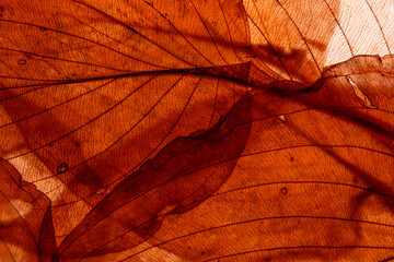 macro texture of autumnal dried leaves