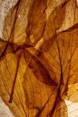 macro texture of autumnal dried leaves