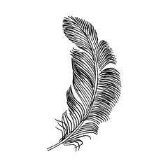 Obraz premium Writer feather. Hand drawing vintage art realistic quill feathers for pen detailed isolated vector elegant silhouette white and black sketch bird plume