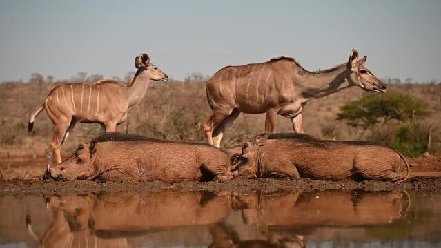 Warthogs relaxing at a waterhole in the evening with nyala in the background