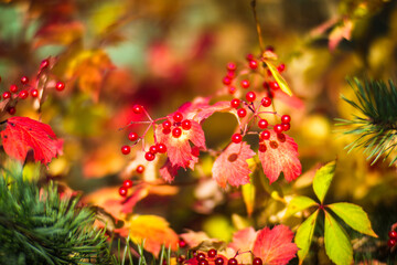 Naklejka na ściany i meble Tree branch with colorful autumn leaves and red berries close-up. Autumn background. Beautiful natural strong blurry background with copyspace