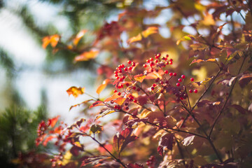 Tree branch with colorful autumn leaves and red berries close-up. Autumn background. Beautiful natural strong blurry background with copyspace