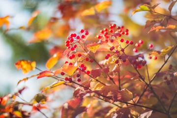 Tree branch with colorful autumn leaves and red berries close-up. Autumn background. Beautiful natural strong blurry background with copyspace