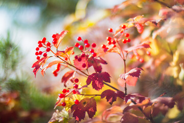 Tree branch with colorful autumn leaves and red berries close-up. Autumn background. Beautiful natural strong blurry background with copyspace