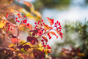 Tree branch with colorful autumn leaves and red berries close-up. Autumn background. Beautiful natural strong blurry background with copyspace