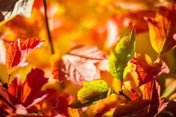Tree branch with colorful autumn leaves close up. Autumn background. Beautiful natural strong blurry background with copyspace