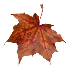 autumn fall orange maple leaf isolated transparent background