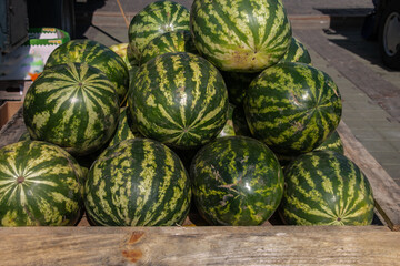 Ripe watermelons lie on the counter in the market. Sale of watermelons at the farmers market. Sale of ripe and fresh vegetables and fruits at the farmers' market. Close-up.