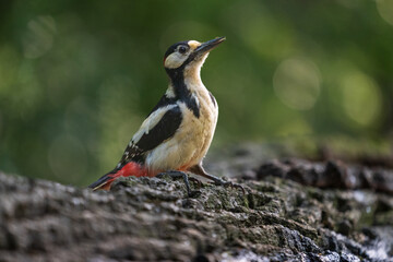 Great spotted woodpecker (Dendrocopos major)