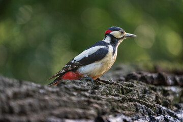 Great spotted woodpecker (Dendrocopos major)