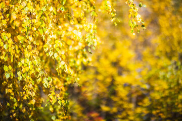 Tree branch with colorful autumn leaves close up. Autumn background. Beautiful natural strong blurry background with copyspace