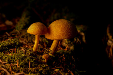 C’est l’automne, les champignons arrivent. Ils ne sont pas tous bon....