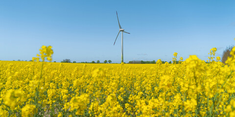 Wind turbine in a rapeseed field on a sunny summer day