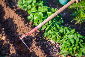 Farmer cultivating land in the garden with hand tools. Soil loosening. Gardening concept....