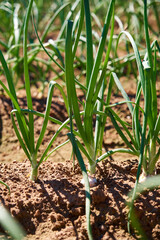 view of the field with rows of green onions