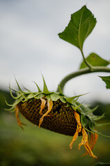 withered yellow sunflower 