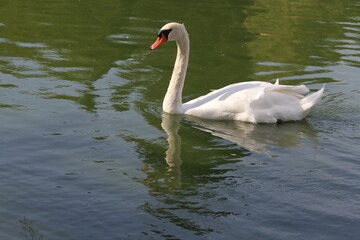 swan