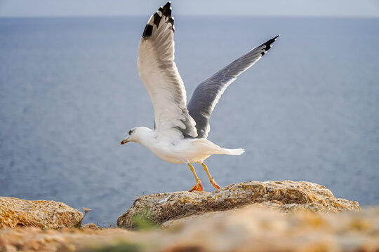 Seagull Flying From The Coast. Laridae Wildlife