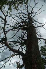 Düsterer alter Baum in der Wahner Heide im Herbst