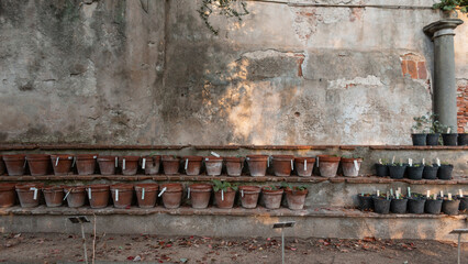 Seedlings grow in clay pots near the vintage concrete wall in the garden. Concept plants and nature