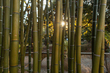 Bamboo trees grow in the park at sunset