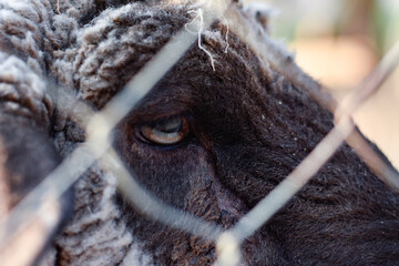 Sad sheep behind a fence, touching look, closeup
