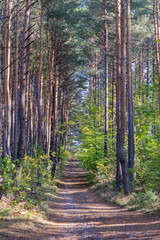 Ścieżka leśna wśród sosen