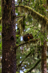 Squirrel hanging out