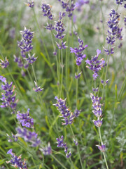 lavender violet flowers