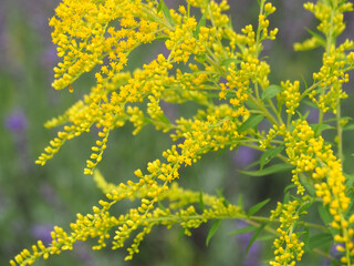 Fototapeta premium vibrant yellow goldenrod flowers