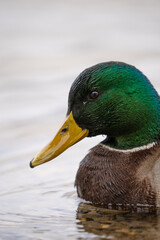 Nahaufnahme von einer Ente