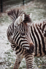 Fototapeta premium zebra in zoo