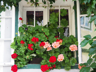 white window with pink and red geranium