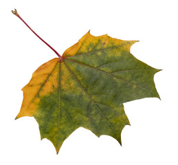 autumn fall maple leaf green yellow isolated transparent background