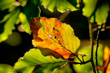 Herbstfarben - Buchenblatt im Sonnenlicht