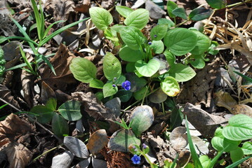 young vegetation in the spring