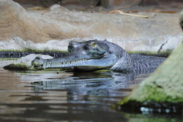 The gharial, gavial, fish-eating crocodile (Gavialis gangeticus) head of an individual in natural habitat 