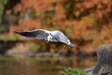 seagull in flight