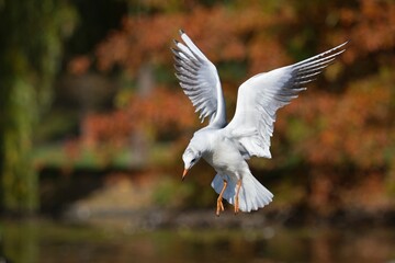 seagull in flight