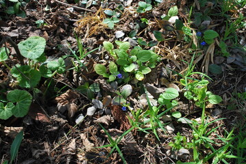 young vegetation in the spring