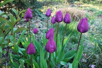 purple tulips