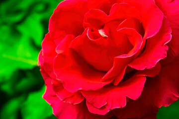 Naklejka premium closeup pink rose in the garden