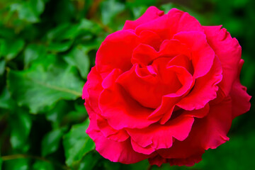 closeup pink rose in the garden