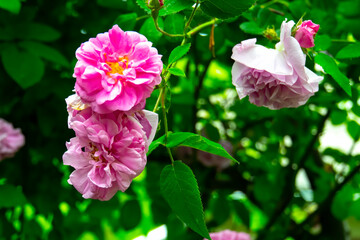Lovely and romantic blooms of the Tea rose  in the garden