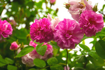 Lovely and romantic blooms of the Tea rose  in the garden