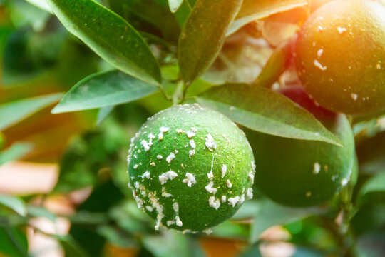 Citrus mealybug, Planococcus citri Hemiptera Pseudococcidae is the dangerous pest of different plants, including economically important tropical fruit trees and ornamental plants.